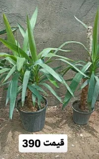 حراج گل