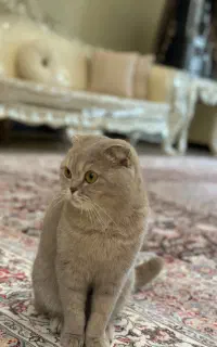 گربه اسکاتیش