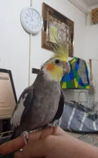 عروس هلندی نر