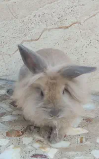 خرگوش لوپ