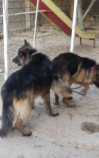 یک جفت سگ ژرمن شپرد شولاین