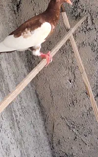 جوجه یهودی سرخ