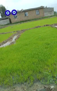 برنج ونیمدانه فجر
