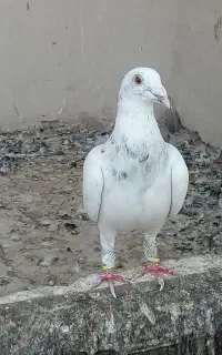کبوتر پرشی