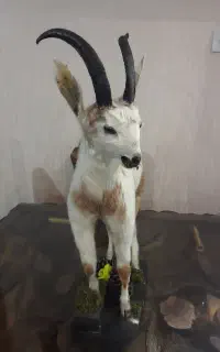 مجسمه
