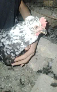 مرغ گلین
