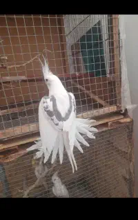عروس هلندی