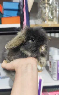 معاوضه توله خرگوش لوپ