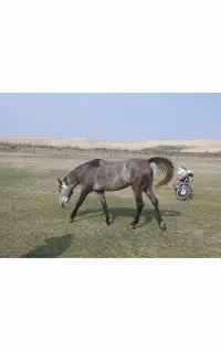 اسب مادیان خالدار زیباو قدبلند وکره