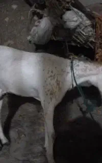 بز سفید وخوشکل