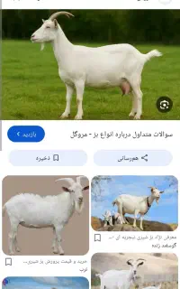 بز گمشده
