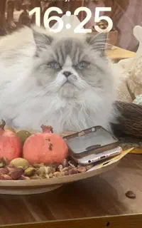 ماده نژاد رِگدال ،۳ساله