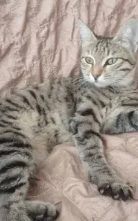 واگذاری بچه گربه