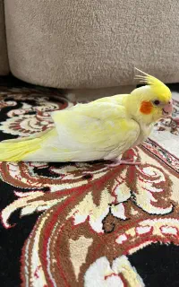 عروس هلندی