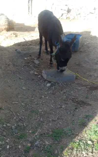 الاغ گوسفندی