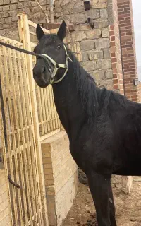 اسب مشکی ذغالی