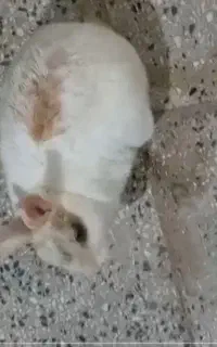 خرگوش