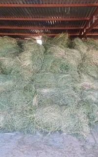 یونجه دست درو ،انباری ،قیمت کیلو ۴۰