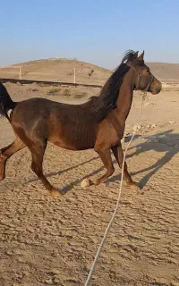 فروش اسب ومادیان و کره