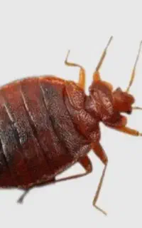 سمپاشی موریانه سوسک باضمانت۱۰۰%کنه ساس سم پاشی موش