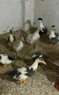 اردک