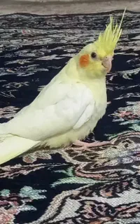عروس هلندی