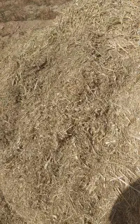 ‌کاه لوبیا چیتی