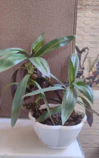 گل قایق موسی