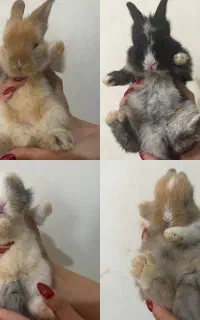 بچه خرگوش