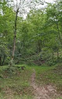 تورهای تخصصی درختشناسی در جنگل النگدره