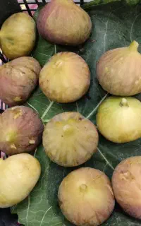 انجیر تازه ، تازه چین