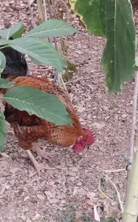 خروس