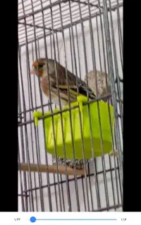 سهره قناری نر