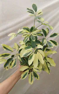 گل شفلرا ابلق و طلایی