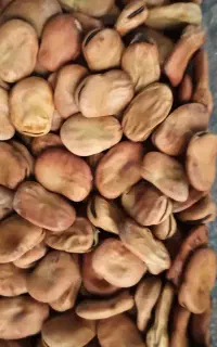 بذر مرغوب باقله