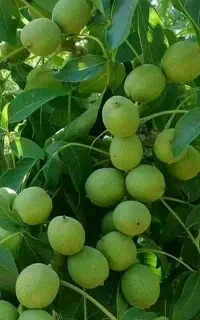 پیش فروش  نهال گردو ژنوتیپ تیپ ۷پیوندی