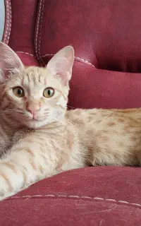 واگذاری رایگان گربه