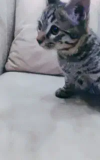 واگذاری رایگان بچه گربه دوماهه نر