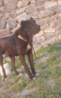 فروش سگ سراب