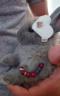 خرگوش مینی لوپ