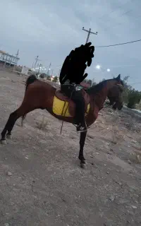 اسب نریان