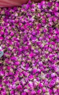 فروش عمده گل محمدی کامو واطراف
