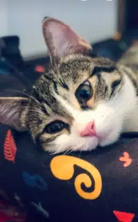 واگذاری گربه ماده