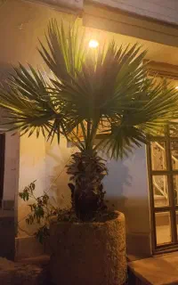 درختچه پالم واشنگتن