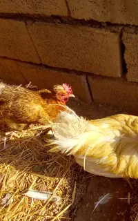 مرغ و خروس کوردی