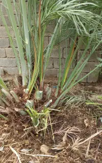 پا جوش نخل کبکاب