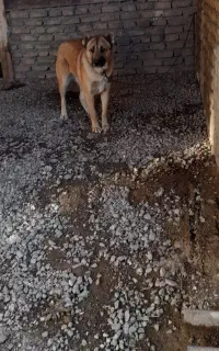 دوعدد توله سگ ۶ماهه