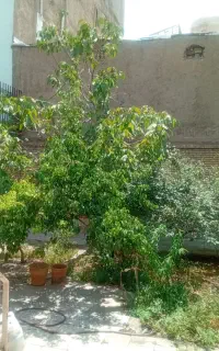 مشارکت یا تهاتر حیاط ۲۲۴ متری/دو نبش /جدیری شمالی
