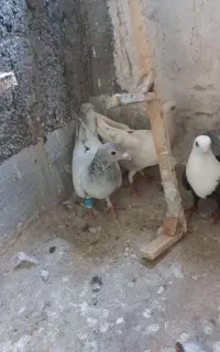 همه قریب هستن