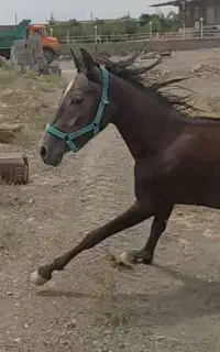 اسب
